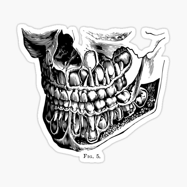 Artikel-Vorschau von Mittelalterliche Anatomie Gravur Kieferschädel, designt und verkauft von ocd-dot.