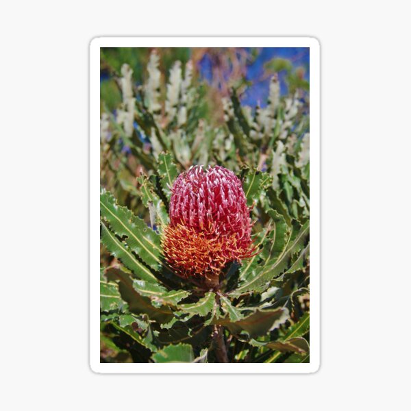 Item preview, Banksia menziesii  designed and sold by lezvee.