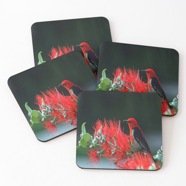 Item preview, scarlet myzomela designed and sold by oxyten.