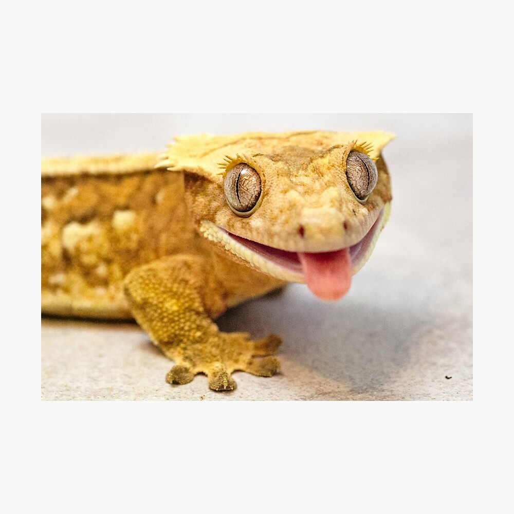 MALE CRESTED GECKO Metal Print for Sale by CRYROLFE
