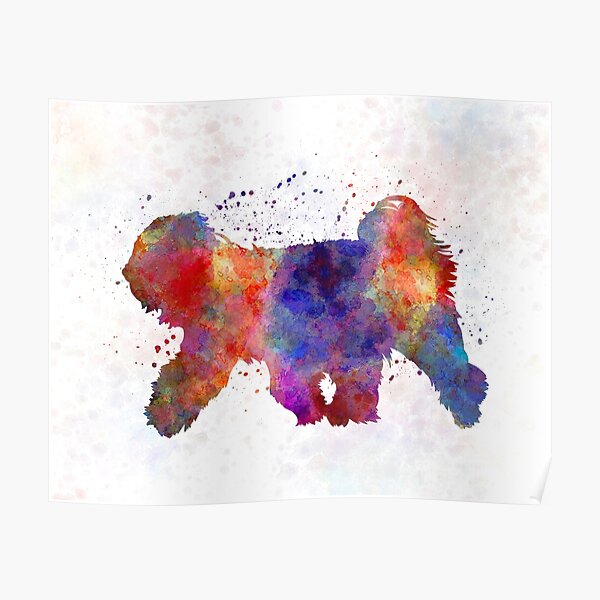 Tibetan Terrier in watercolor Poster