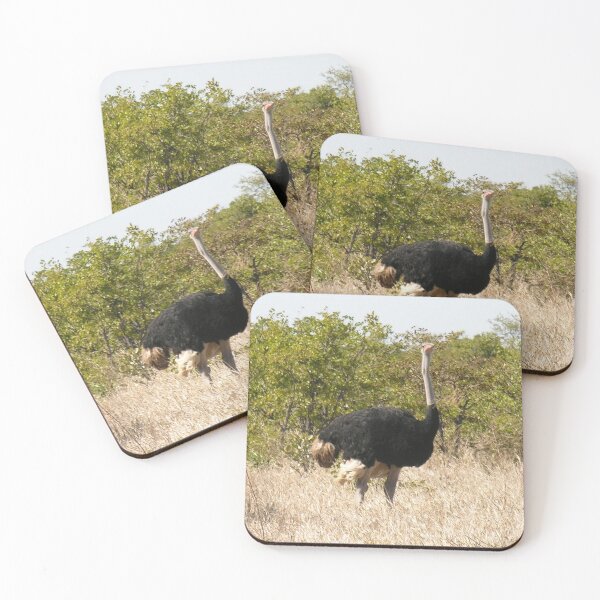 Item preview, Ostrich In the Wild, Kruger national park, South Africa  designed and sold by worldways.
