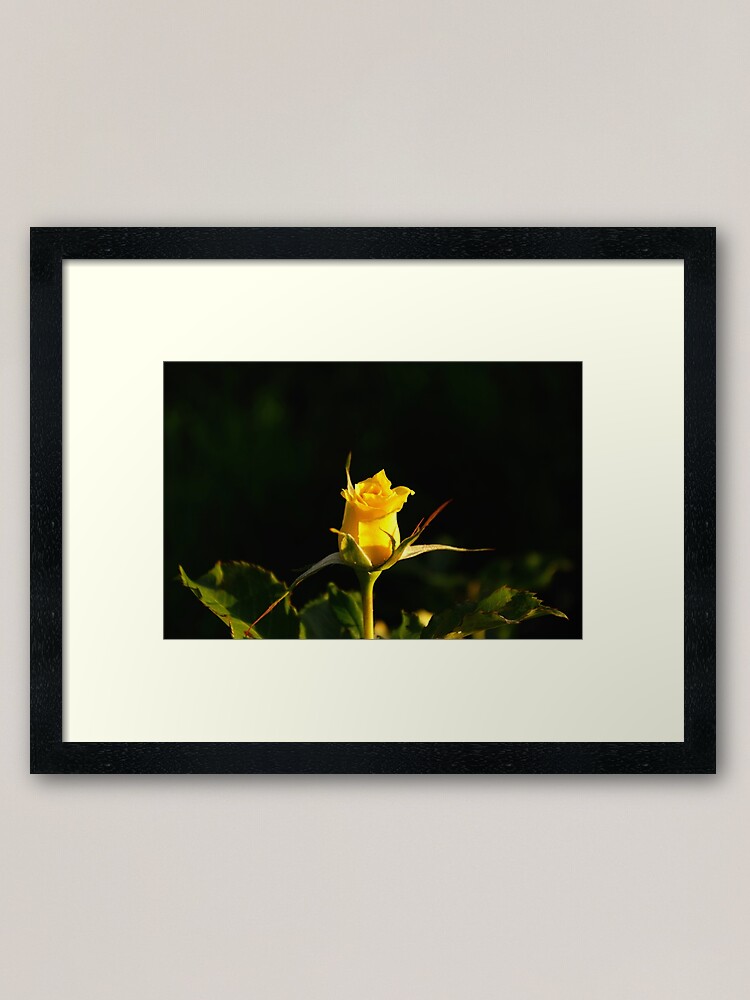 Thumbnail 1 of 7, Framed Art Print, Yellow Rose designed and sold by Mallorn.