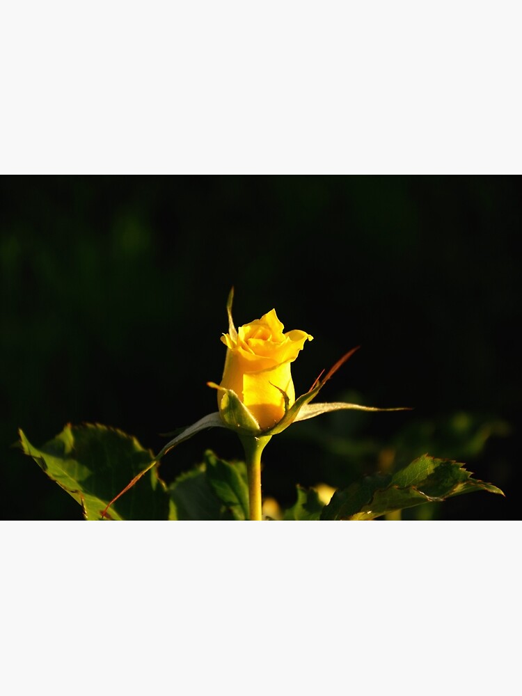Thumbnail 7 of 7, Framed Art Print, Yellow Rose designed and sold by Mallorn.