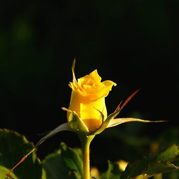 Artwork thumbnail, Yellow Rose by Mallorn