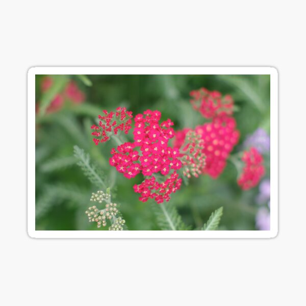 Item preview, Compound Flower designed and sold by Limo-Studios.