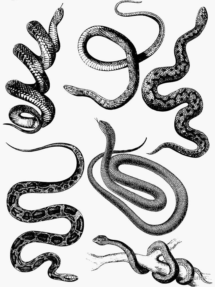 "Black and white snakes" Sticker by Alisante Redbubble