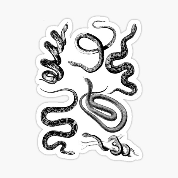 "Black and white snakes" Sticker by Alisante Redbubble