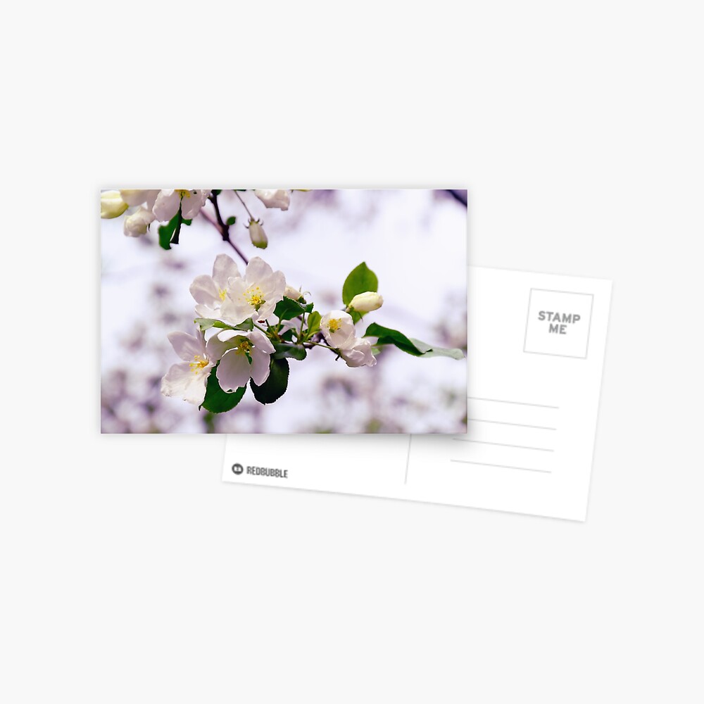 Item preview, Postcard designed and sold by Mallorn.