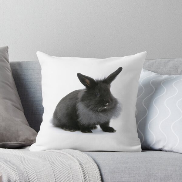 Artikelvorschau, Baby Dutch x Lionhead Kaninchen entworfen und verkauft von Warren Photographic.