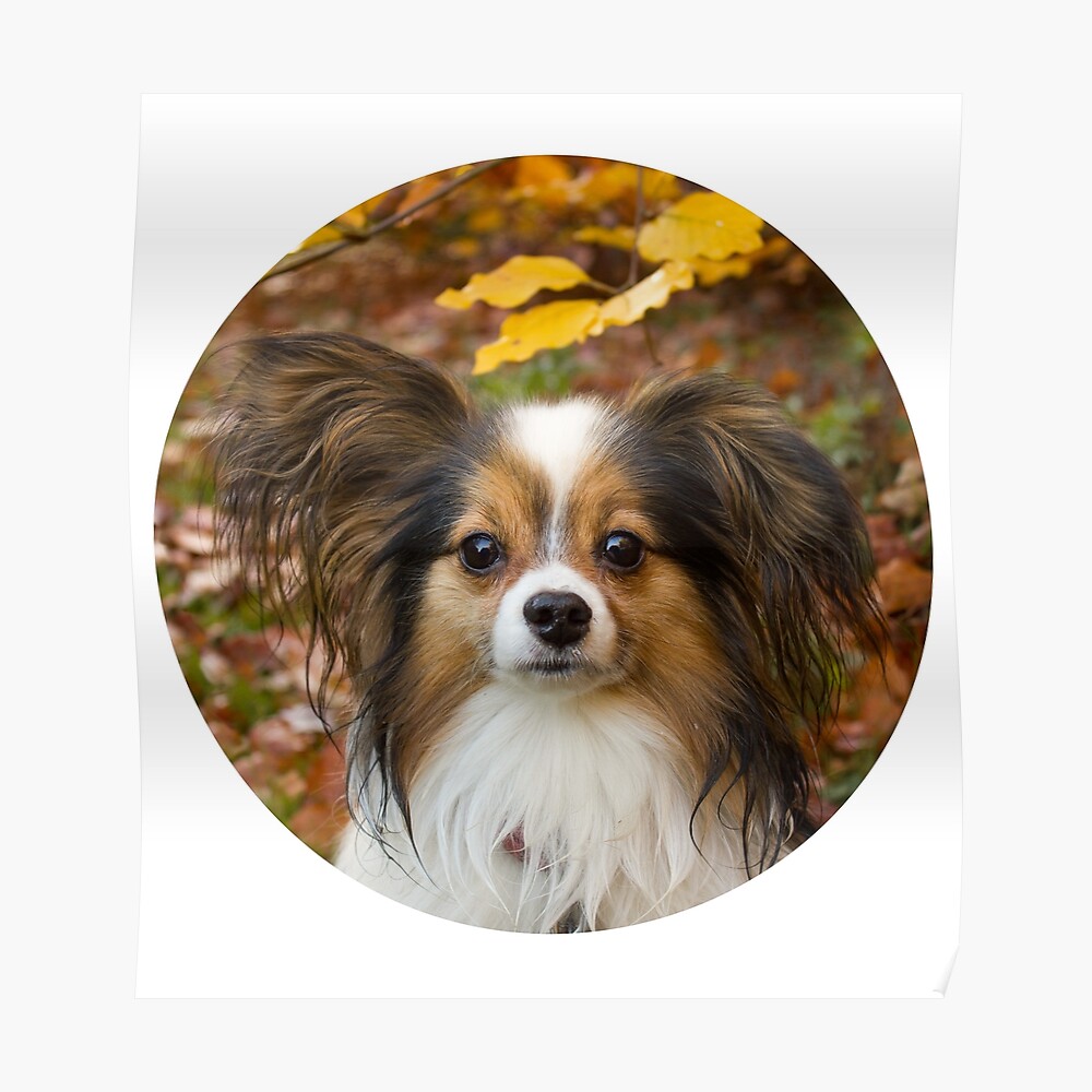 Papillon dog at the beach iPhone Case by Papillondream