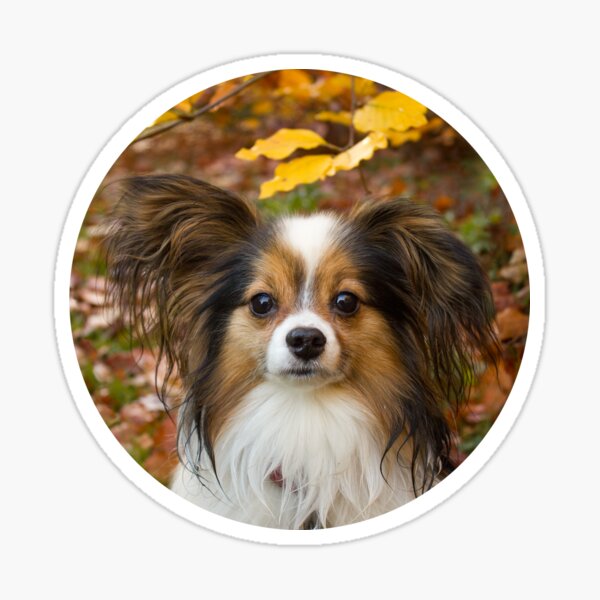 30 Best Gifts for a Papillon Owner