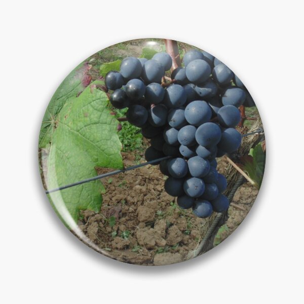 Item preview, Black grapes in Belgian Sambre-et-Meuse vineyard designed and sold by wineandwords.