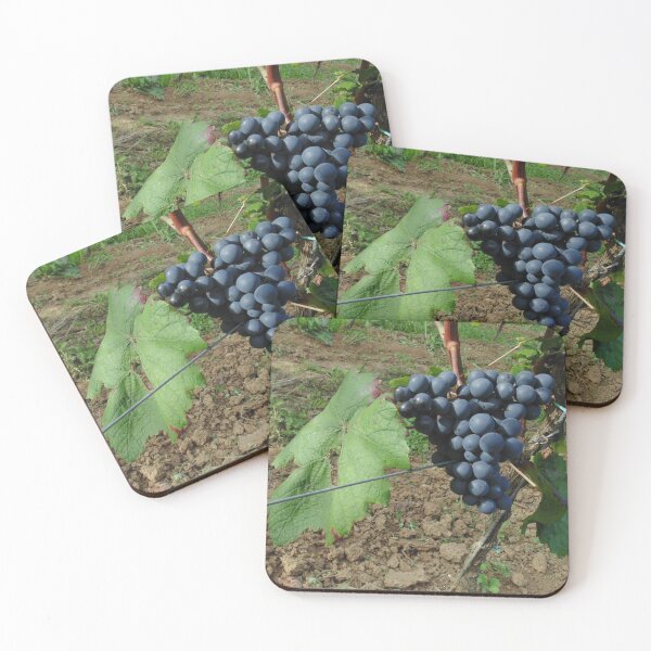 Item preview, Black grapes in Belgian Sambre-et-Meuse vineyard designed and sold by wineandwords.