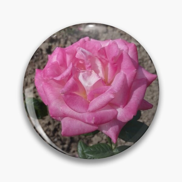 Item preview, Dark pink rose in Europa Rosarium rose garden designed and sold by wineandwords.