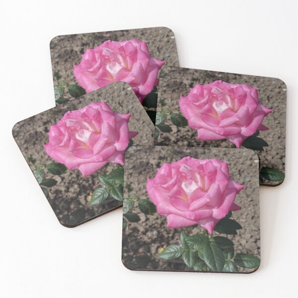 Item preview, Dark pink rose in Europa Rosarium rose garden designed and sold by wineandwords.