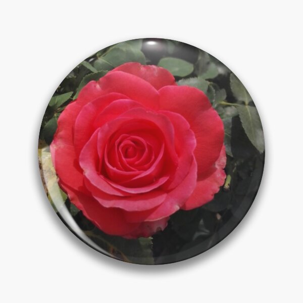 Item preview, Red rose in Europa Rosarium rose garden designed and sold by wineandwords.