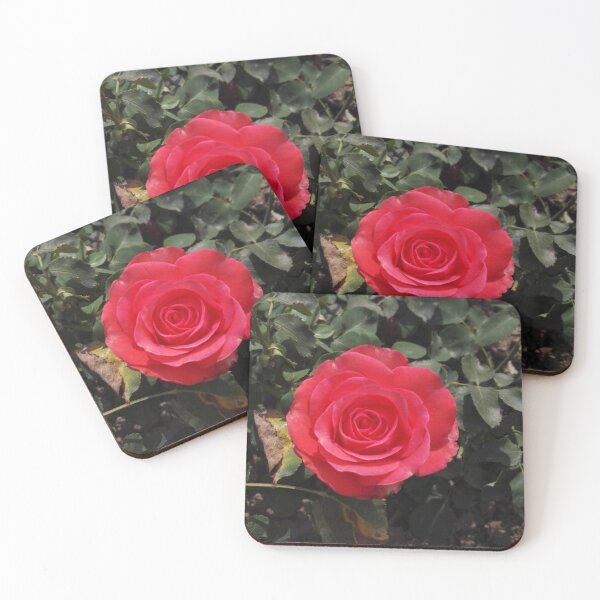 Item preview, Red rose in Europa Rosarium rose garden designed and sold by wineandwords.