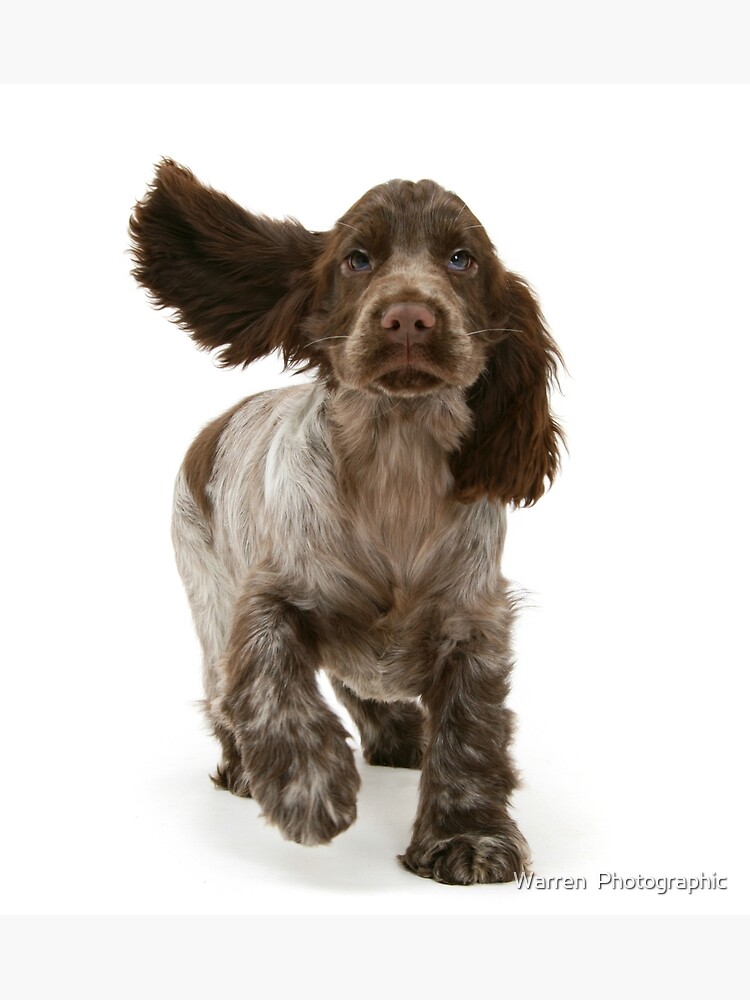 Chocolate cocker clearance spaniel