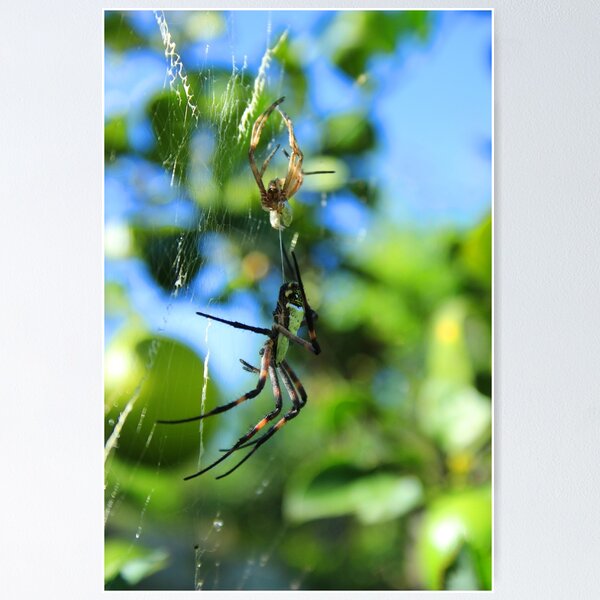 Item preview, Orb Weaver Spider After Molting designed and sold by rhamm.