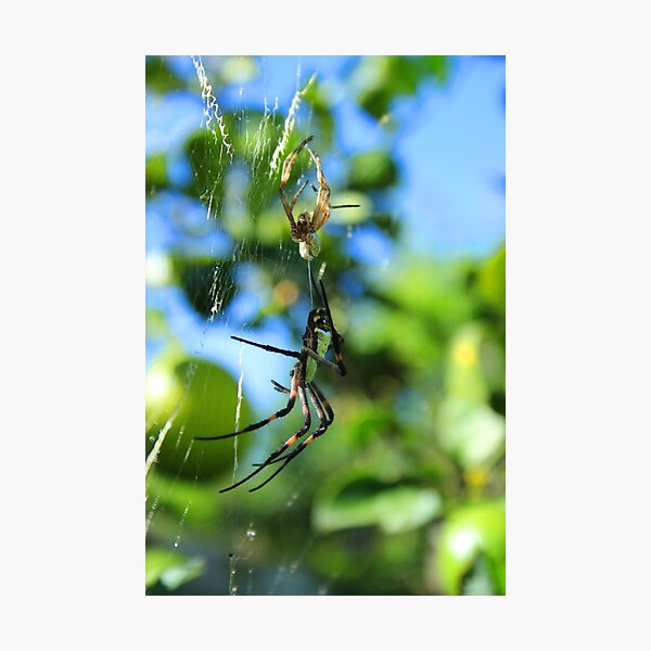 Item preview, Orb Weaver Spider After Molting designed and sold by rhamm.