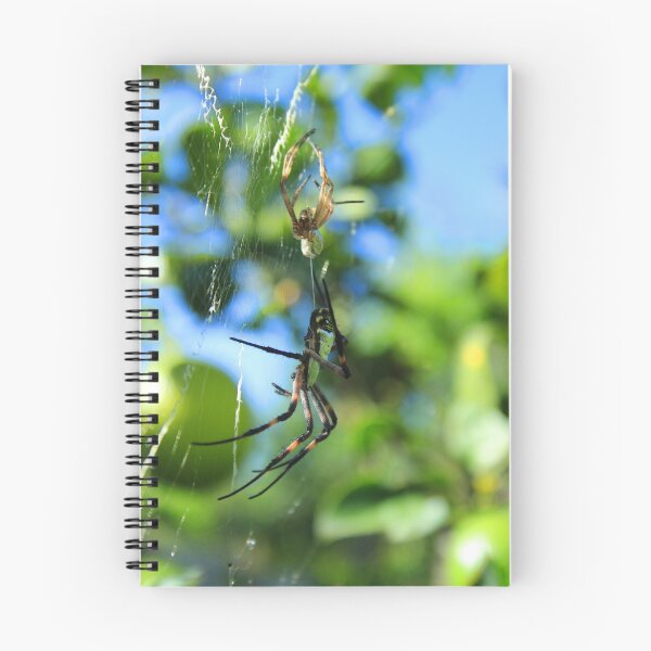 Item preview, Orb Weaver Spider After Molting designed and sold by rhamm.