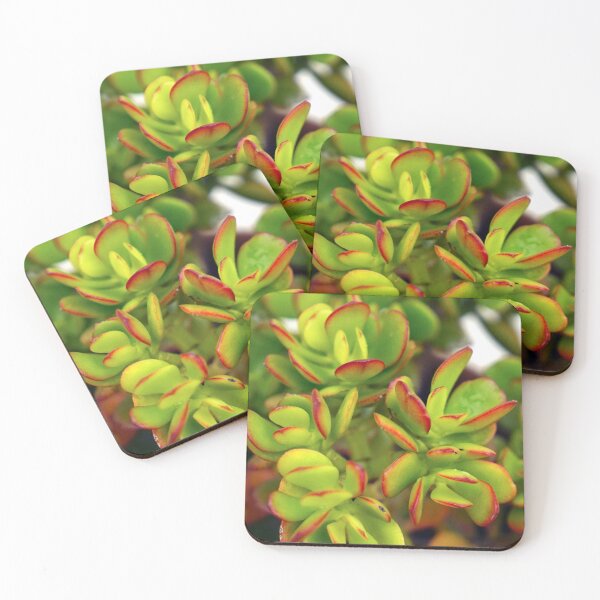 Item preview, PLANTS - GREEN PLANTS - DECORATION - GREEN - PHOTO designed and sold by Tropical Blood.