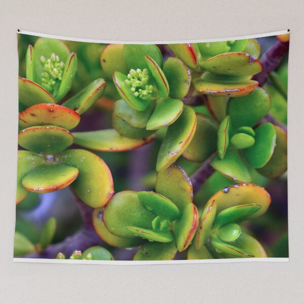 Artikelvorschau, GREEN PLANTS - DECORATION - ZEN - SHAPES - PHOTO - POSTER entworfen und verkauft von Tropical Blood.