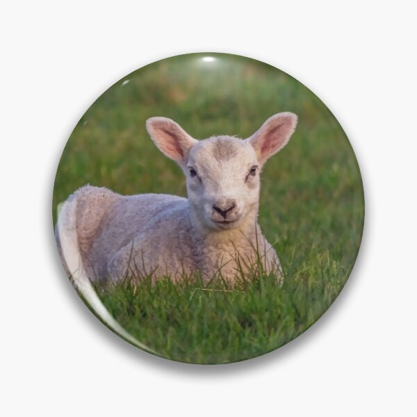 Item preview, Little spring lamb designed and sold by HaleyRedshaw.
