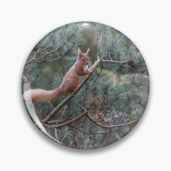 Item preview, red squirrel in the trees designed and sold by HaleyRedshaw.