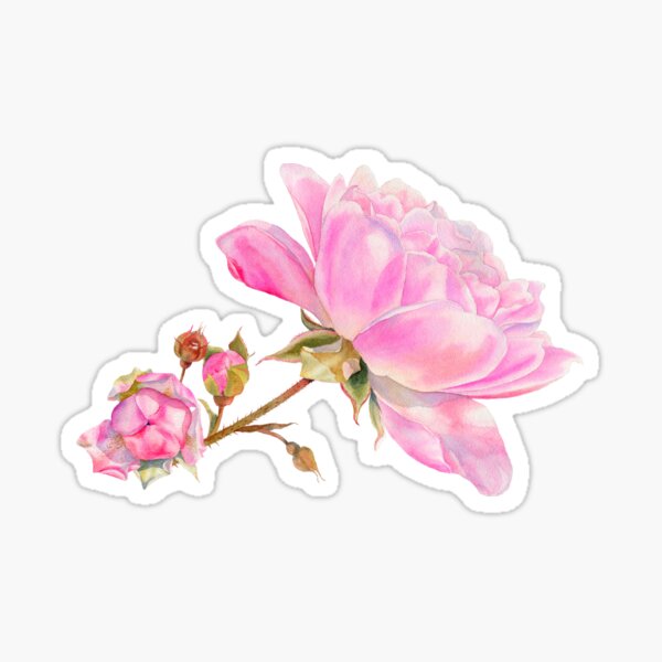 Bodendeckerrose Sticker