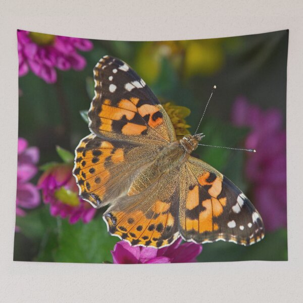 Item preview, Painted Lady Butterfly (Vanessa cardui) designed and sold by Martyn R Arnold Fine Art Nature & Landscape Photography.