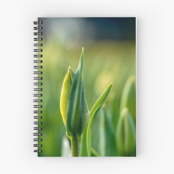 Item preview, Tulips covered with dew designed and sold by Flottmynd.