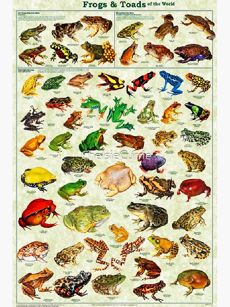 Most Relevant Frogs & Toads of The World Poster by ChelsieCurrie
