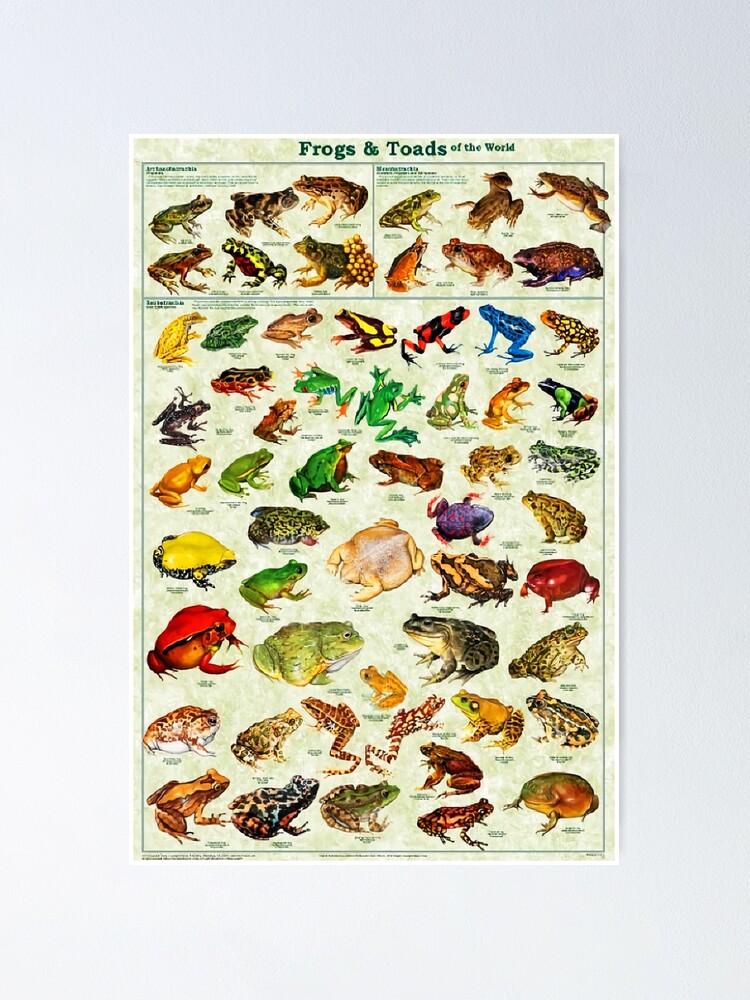 Alternate view of Most Relevant Frogs & Toads of The World Poster Poster