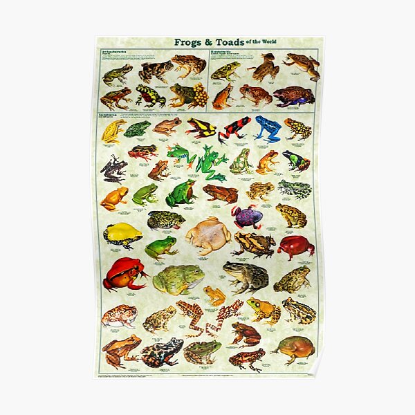 Most Relevant Frogs & Toads of The World Poster Poster