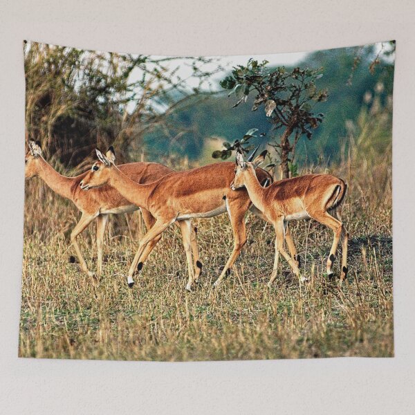 Item preview, Gazelle Family in the Wild, Kruger national park, South Africa  designed and sold by worldways.