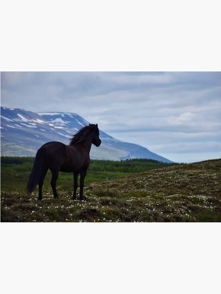 Icelandic horse looking out over his summer field by elisainiceland