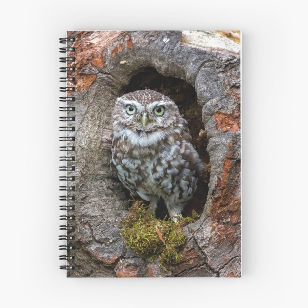 Item preview, Owl in a tree hole designed and sold by HaleyRedshaw.