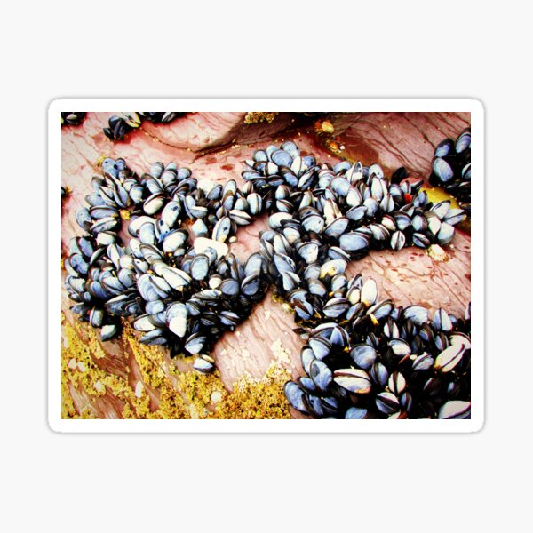 "Wild Mussels" Sticker for Sale by kirstendesigns Redbubble