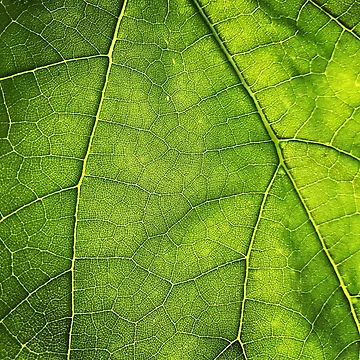 Artwork thumbnail, Photosynthesis by PatternTree