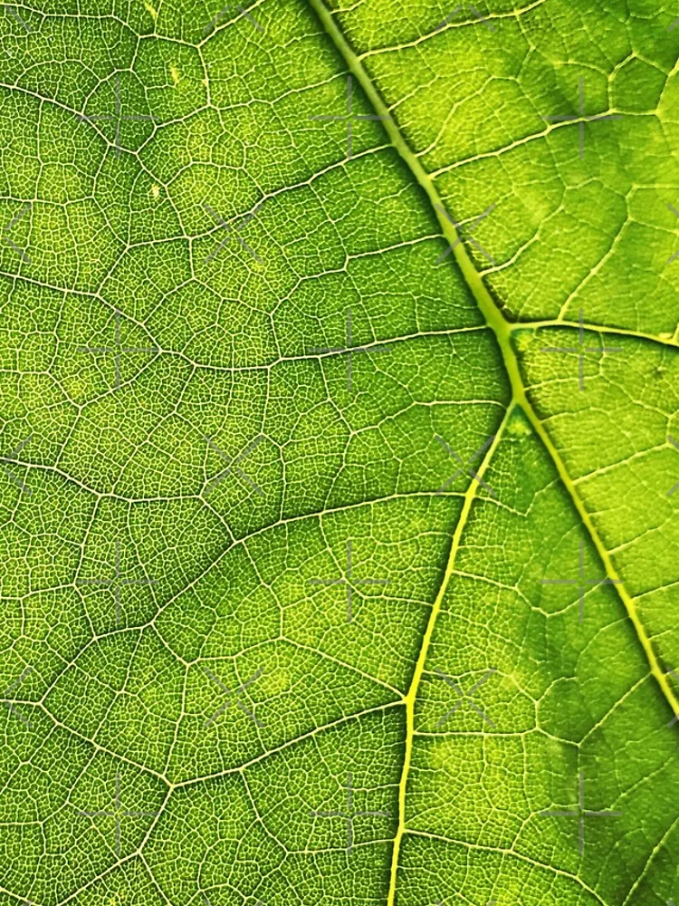 Thumbnail 4 of 4, iPhone Case, Photosynthesis designed and sold by PatternTree.