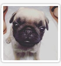 mini PUG Sticker
