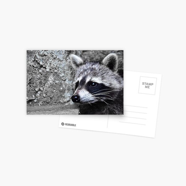 Raccoon delver mac os catalina