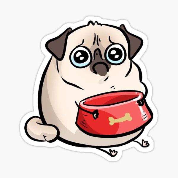 pug hungry