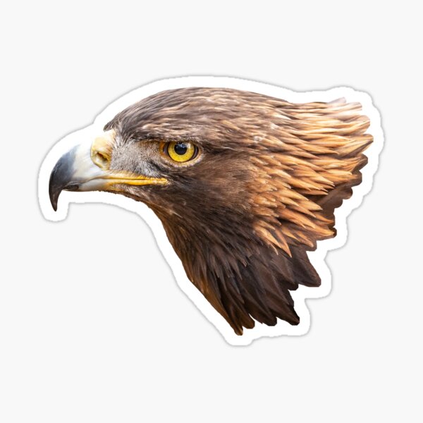 Item preview, Golden Eagle designed and sold by OwlOccasions.