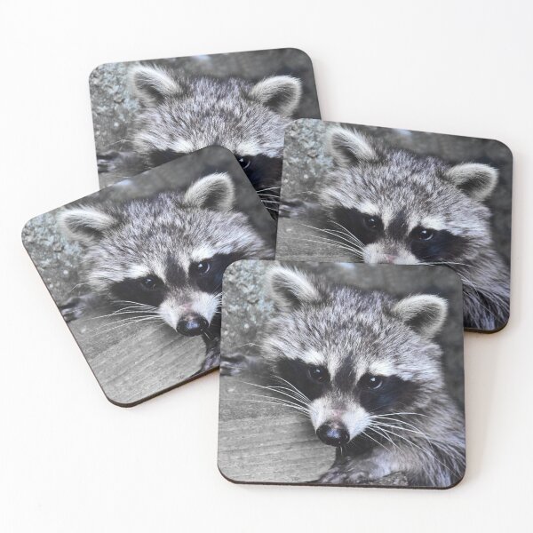 Item preview, Shy raccoon designed and sold by Glineur.
