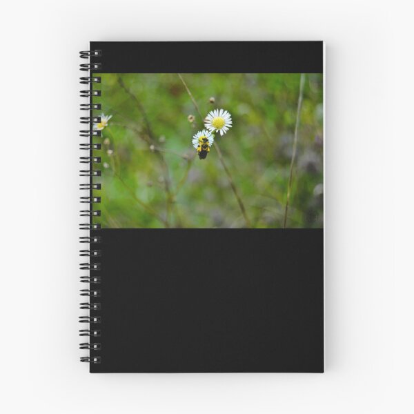 Artikelvorschau, Baby Hummel auf einem weißen Gänseblümchen entworfen und verkauft von Robert Link.
