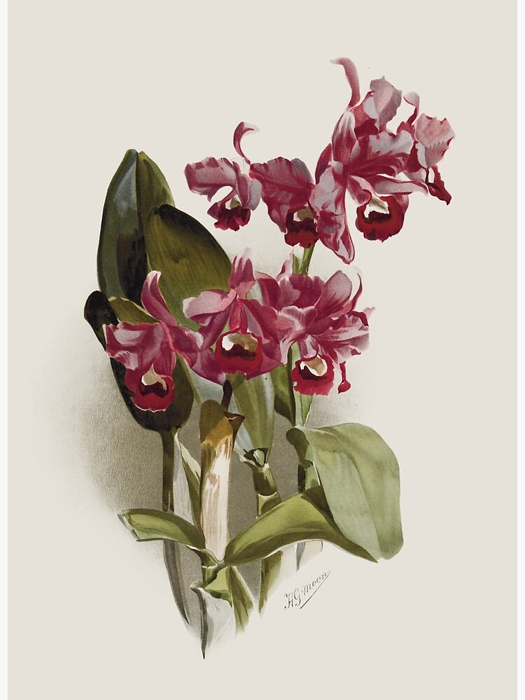 Tarjetas de felicitación «Botánica antigua: dibujo de una hermosa flor  morada (orquídea Cattleya bowringiana)» de AntiqueScience | Redbubble