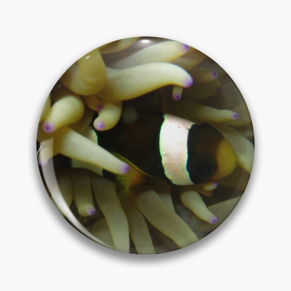 Item preview, Clownfish Underwater designed and sold by Belcibol.